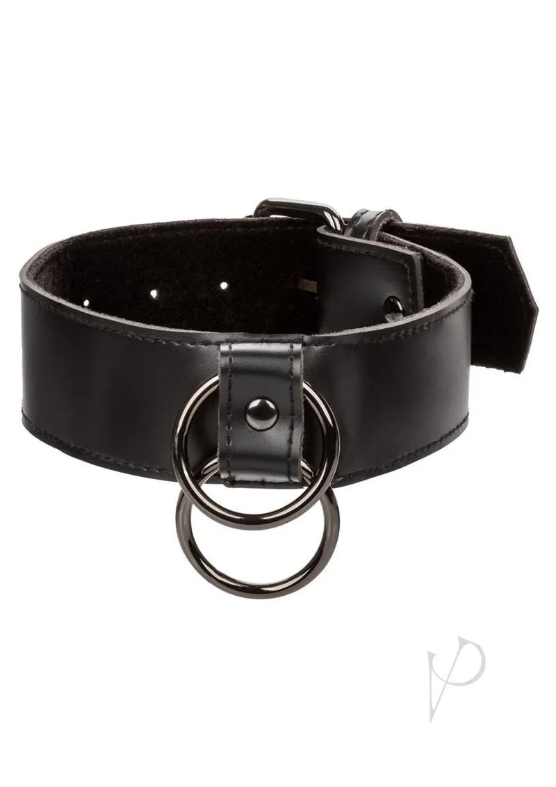 Euphoria Coll Collar W/chain Leash